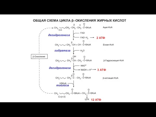 ОБЩАЯ СХЕМА ЦИКЛА β–ОКИСЛЕНИЯ ЖИРНЫХ КИСЛОТ дегидрогеназа гидратаза дегидрогеназа тиолаза 2 АТФ 3 АТФ 12 АТФ