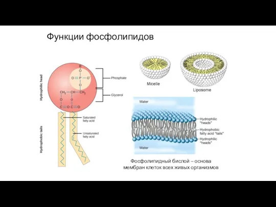 Функции фосфолипидов Фосфолипидный бислой – основа мембран клеток всех живых организмов