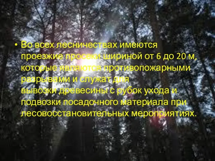 Во всех лесничествах имеются проезжие просеки шириной от 6 до 20