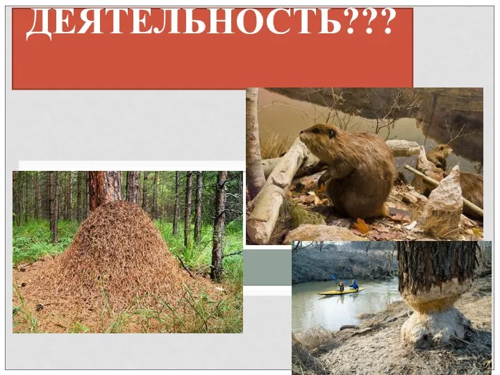 ДЕЯТЕЛЬНОСТЬ???