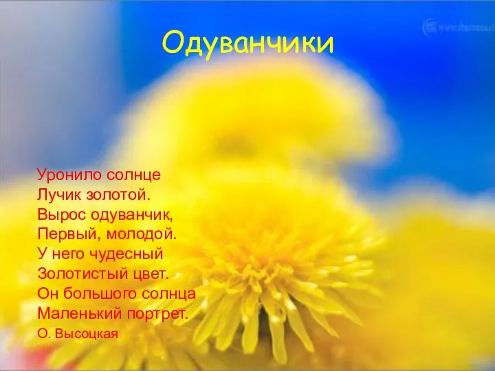 Одуванчики Уронило солнце Лучик золотой. Вырос одуванчик, Первый, молодой. У него