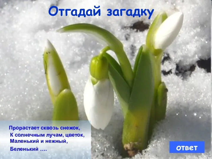 Отгадай загадку Прорастает сквозь снежок, К солнечным лучам, цветок, Маленький и нежный, Беленький …. ответ