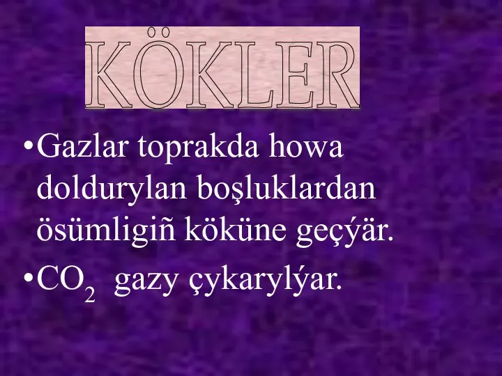 Gazlar toprakda howa doldurylan boşluklardan ösümligiñ köküne geçýär. CO2 gazy çykarylýar. KÖKLER