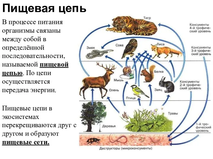 В процессе питания организмы связаны между собой в определённой последовательности, называемой