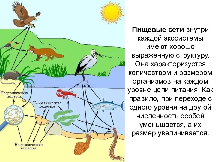 Пищевые сети внутри каждой экосистемы имеют хорошо выраженную структуру. Она характеризуется