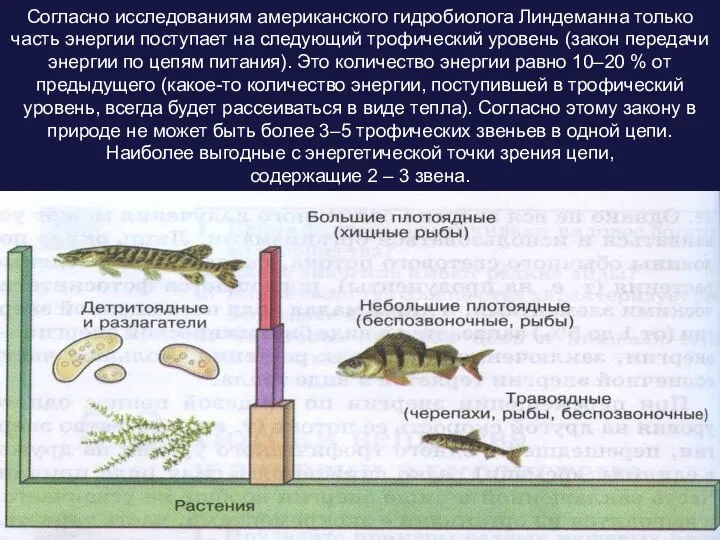Согласно исследованиям американского гидробиолога Линдеманна только часть энергии поступает на следующий