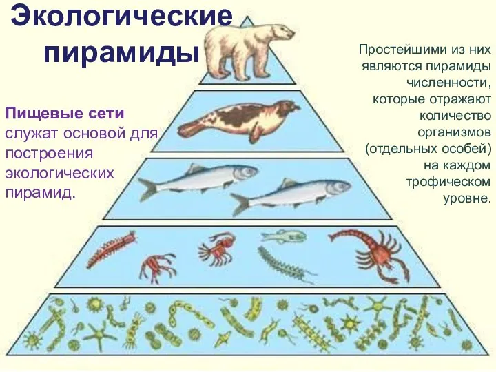 Экологические пирамиды Простейшими из них являются пирамиды численности, которые отражают количество