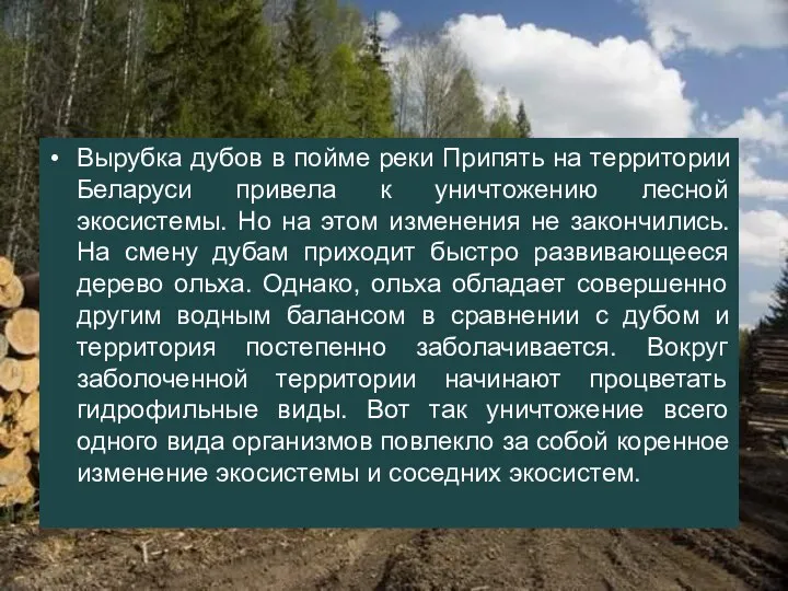 Вырубка дубов в пойме реки Припять на территории Беларуси привела к