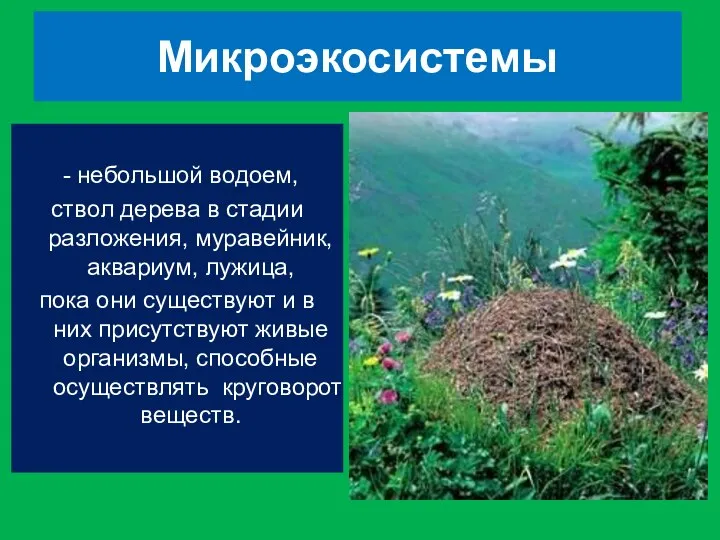 Микроэкосистемы - небольшой водоем, ствол дерева в стадии разложения, муравейник, аквариум,