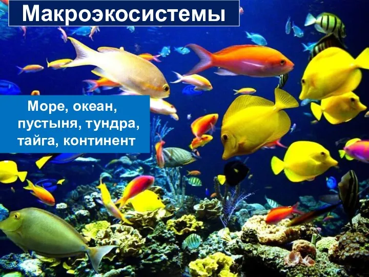 Макроэкосистемы Море, океан, пустыня, тундра, тайга, континент -