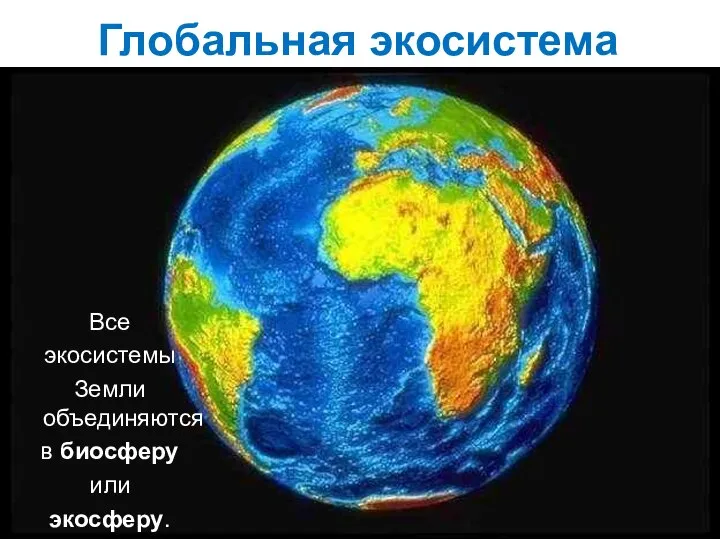 Глобальная экосистема Все экосистемы Земли объединяются в биосферу или экосферу.