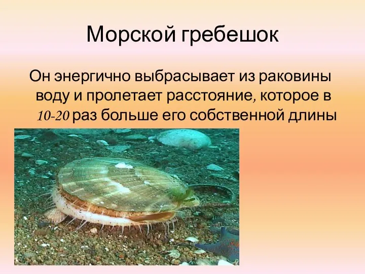 Морской гребешок Он энергично выбрасывает из раковины воду и пролетает расстояние,