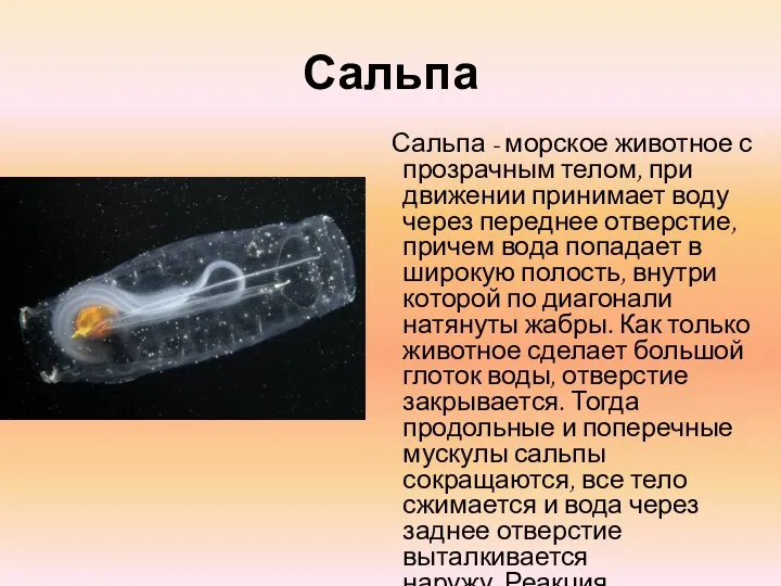 Сальпа Сальпа - морское животное с прозрачным телом, при движении принимает