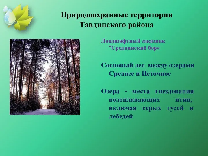 Природоохранные территории Тавдинского района Ландшафтный заказник "Среднинский бор« Сосновый лес между