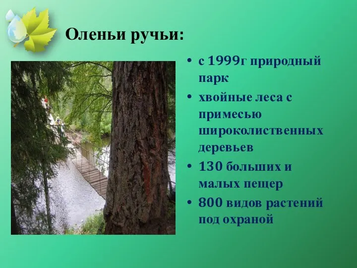 Оленьи ручьи: с 1999г природный парк хвойные леса с примесью широколиственных