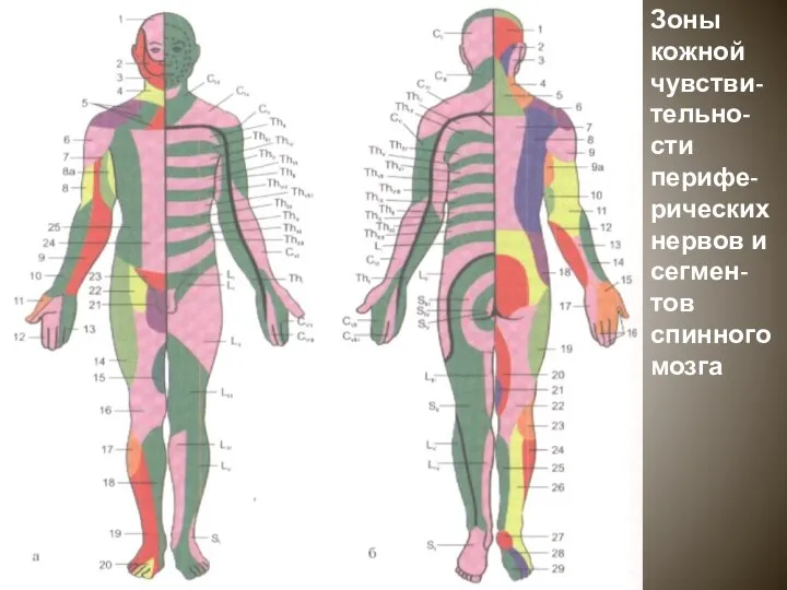 Зоны кожной чувстви-тельно-сти перифе-рических нервов и сегмен-тов спинного мозга