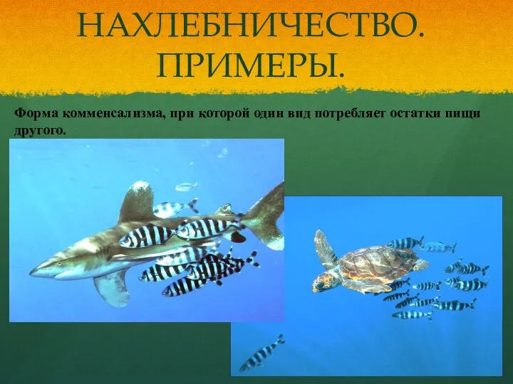 Форма комменсализма, при которой один вид потребляет остатки пищи другого. НАХЛЕБНИЧЕСТВО. ПРИМЕРЫ.