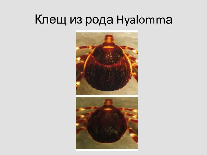 Клещ из рода Hyalommа