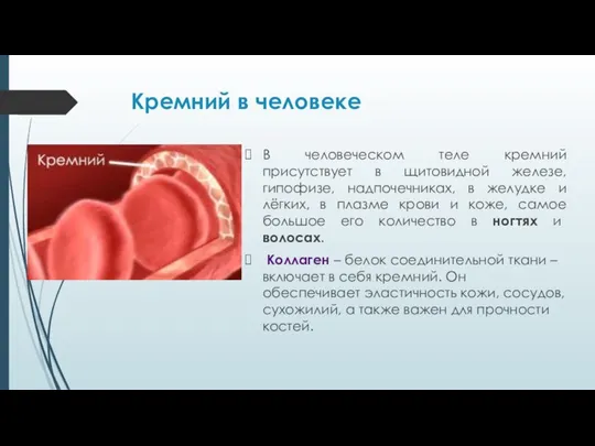 Кремний в человеке В человеческом теле кремний присутствует в щитовидной железе,