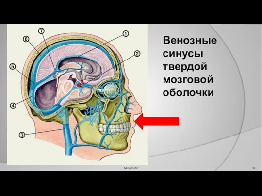 Add a footer Венозные синусы твердой мозговой оболочки