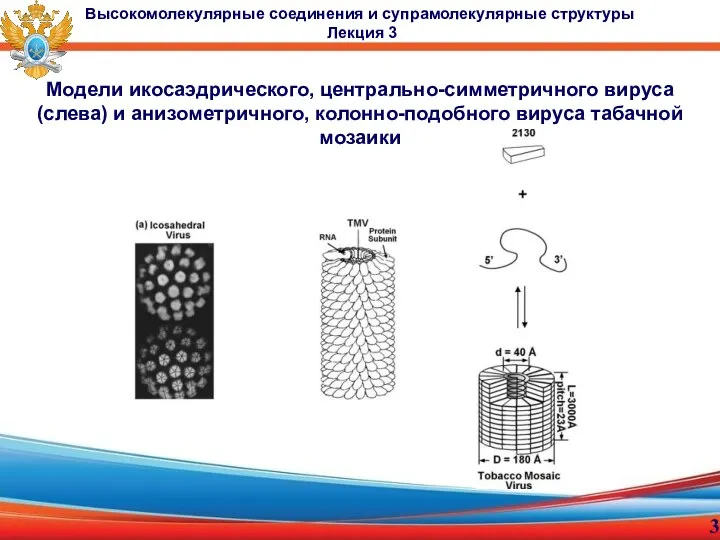 Модели икосаэдрического, центрально-симметричного вируса (слева) и анизометричного, колонно-подобного вируса табачной мозаики