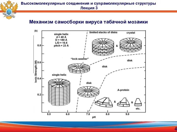 Механизм самосборки вируса табачной мозаики Высокомолекулярные соединения и супрамолекулярные структуры Лекция 3