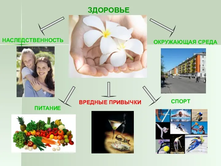 ЗДОРОВЬЕ НАСЛЕДСТВЕННОСТЬ ПИТАНИЕ ОКРУЖАЮЩАЯ СРЕДА СПОРТ ВРЕДНЫЕ ПРИВЫЧКИ