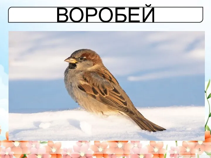 ВОРОБЕЙ