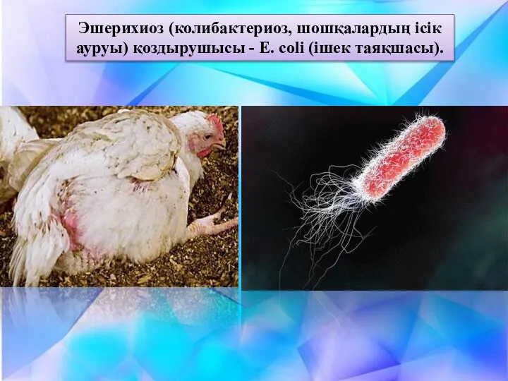 Эшерихиоз (колибактериоз, шошқалардың ісік ауруы) қоздырушысы - Е. coli (ішек таяқшасы).