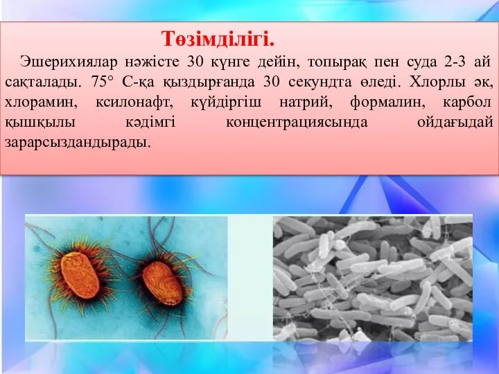 Төзімділігі. Эшерихиялар нәжісте 30 күнге дейін, топырақ пен суда 2-3 ай