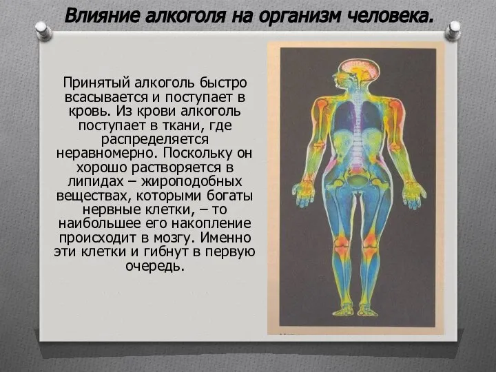 Влияние алкоголя на организм человека. Принятый алкоголь быстро всасывается и поступает