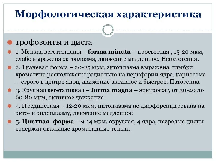 Морфологическая характеристика трофозоиты и циста 1. Мелкая вегетативная – forma minuta