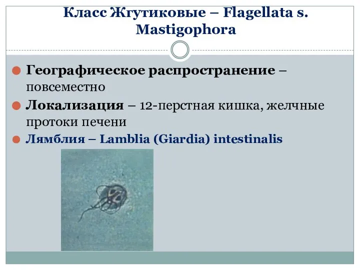 Класс Жгутиковые – Flagellata s. Mastigophora Географическое распространение – повсеместно Локализация