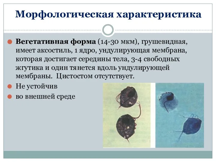 Морфологическая характеристика Вегетативная форма (14-30 мкм), грушевидная, имеет аксостиль, 1 ядро,