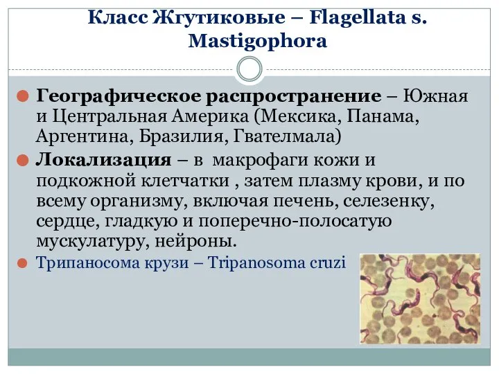 Класс Жгутиковые – Flagellata s. Mastigophora Географическое распространение – Южная и