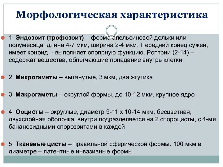 Морфологическая характеристика 1. Эндозоит (трофозоит) – форма апельсиновой дольки или полумесяца,