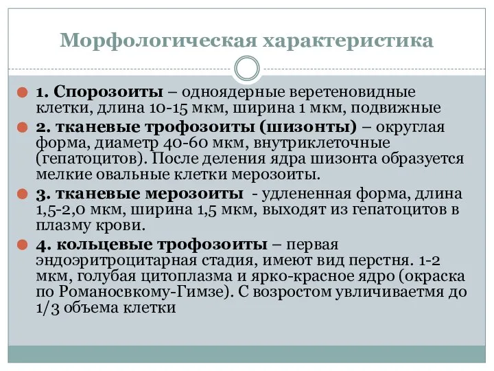 Морфологическая характеристика 1. Спорозоиты – одноядерные веретеновидные клетки, длина 10-15 мкм,