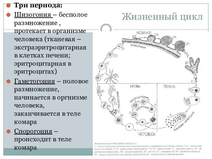 Жизненный цикл Три периода: Шизогония – бесполое размножение , протекает в