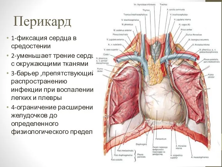 Перикард 1-фиксация сердца в средостении 2-уменьшает трение сердца с окружающими тканями