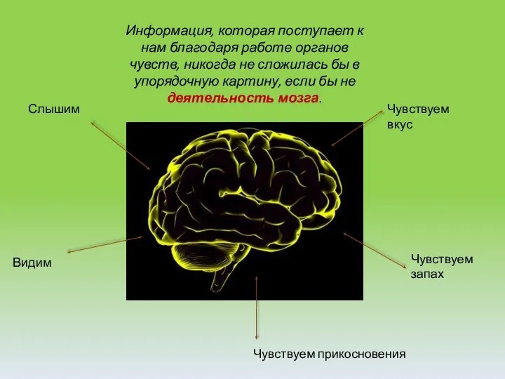 Информация, которая поступает к нам благодаря работе органов чувств, никогда не