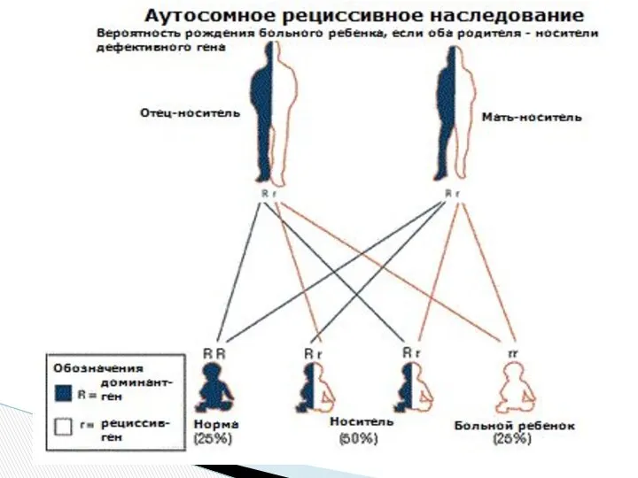 Эндемический кретинизм, или врожденный гипотиреоз, возникает, когда у кого-либо из родителей