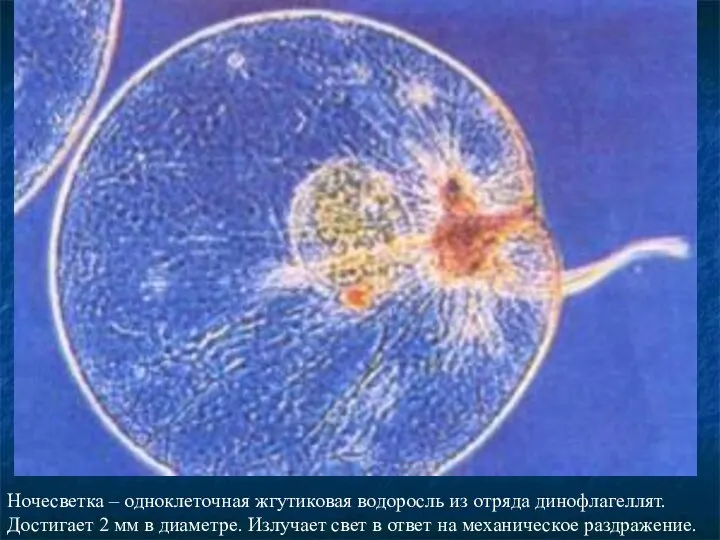 Ночесветка – одноклеточная жгутиковая водоросль из отряда динофлагеллят. Достигает 2 мм