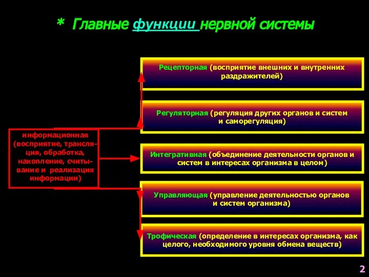 * Главные функции нервной системы Регуляторная (регуляция других органов и систем