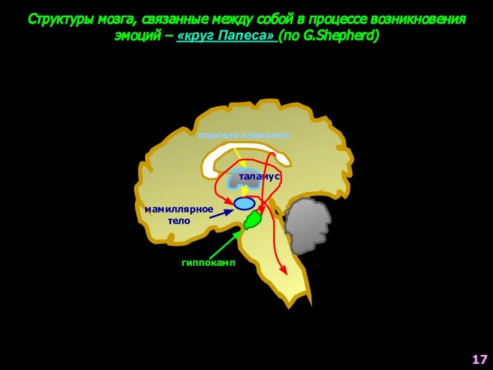 поясная извилина таламус мамиллярное тело гиппокамп Структуры мозга, связанные между собой