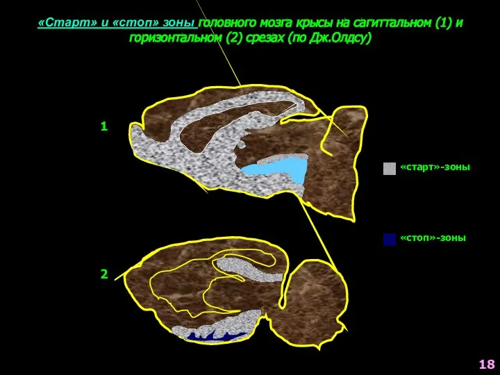 «Старт» и «стоп» зоны головного мозга крысы на сагиттальном (1) и