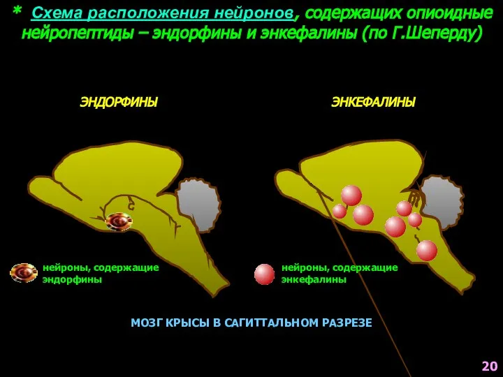 * Схема расположения нейронов, содержащих опиоидные нейропептиды – эндорфины и энкефалины