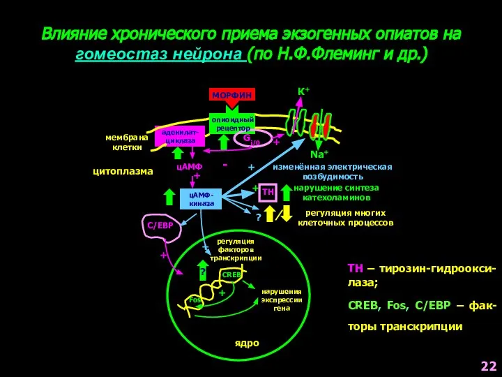 Влияние хронического приема экзогенных опиатов на гомеостаз нейрона (по Н.Ф.Флеминг и