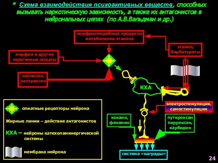 * Схема взаимодействия психоактивных веществ, способных вызывать наркотическую зависимость, а также