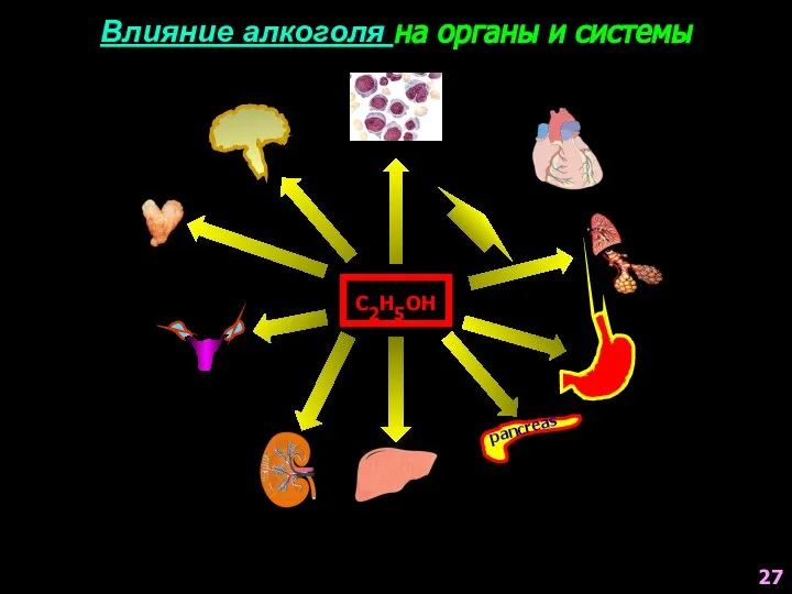 Влияние алкоголя на органы и системы С2Н5ОН pancreas 27