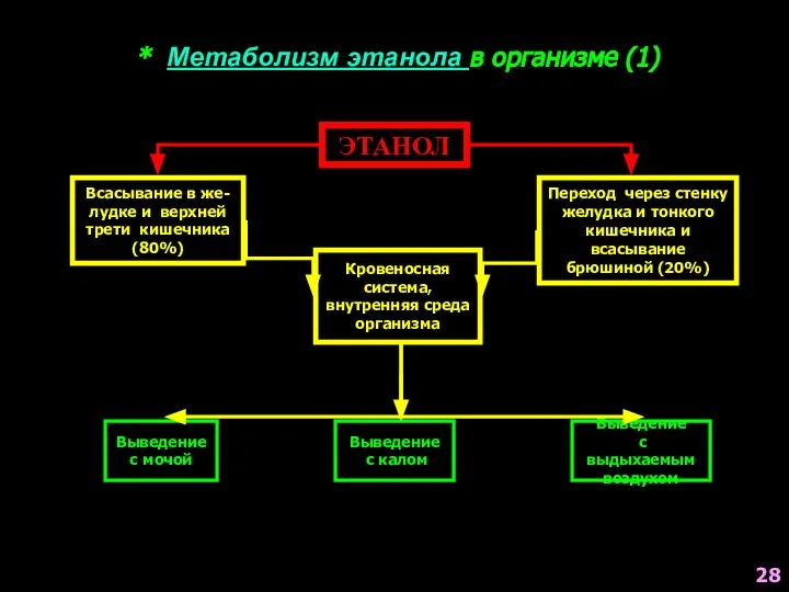 * Метаболизм этанола в организме (1) ЭТАНОЛ Всасывание в же- лудке